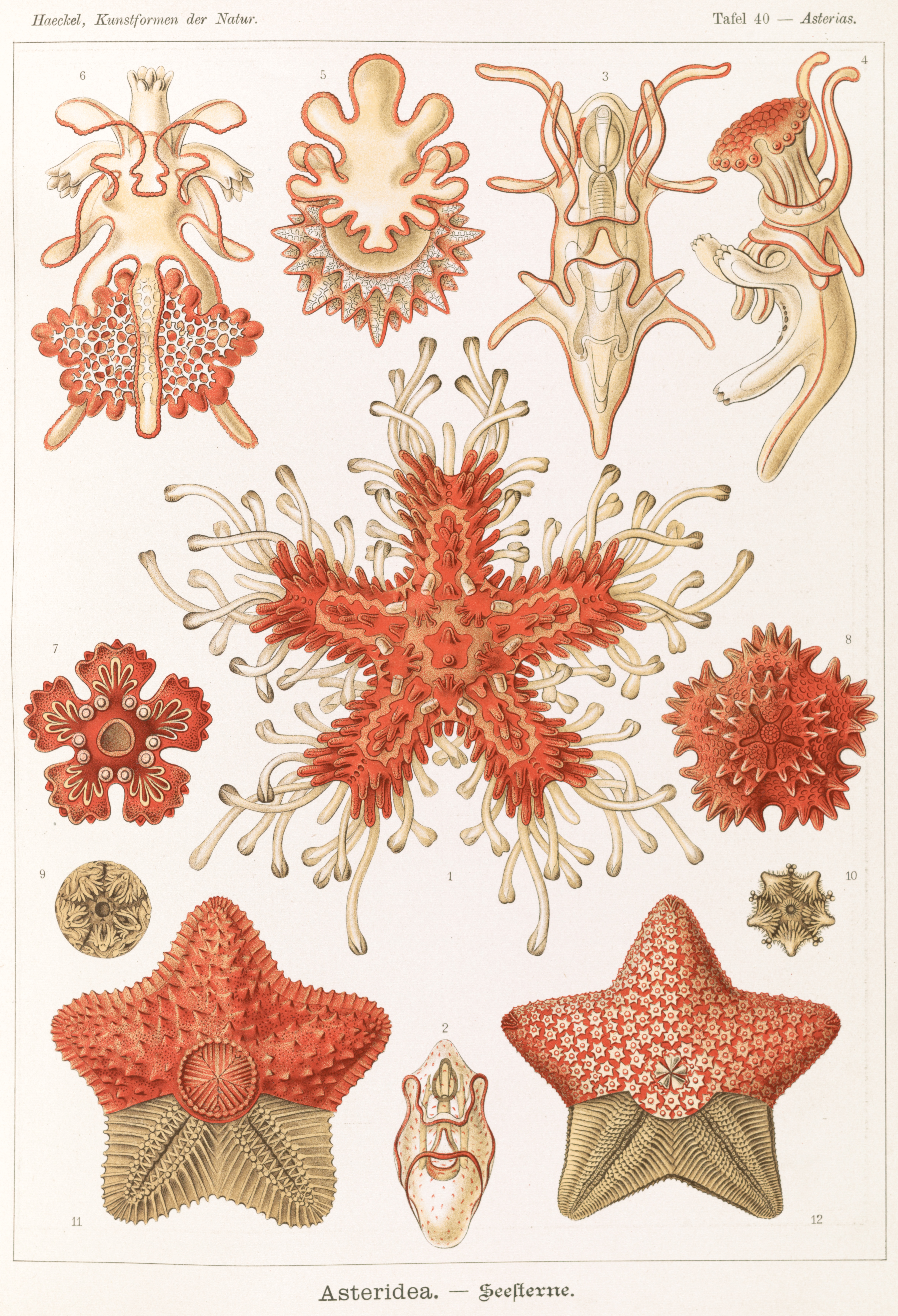 Ernst Haeckel plate of starfish species showing five-fold radial symmetry