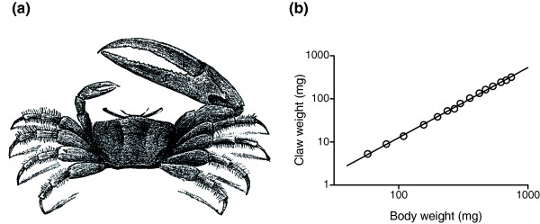 Fiddler crab drawing and a double-logarithmic plot of claw weight versus body weight, points on a straight line