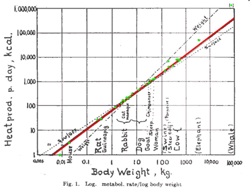Kleiber 1947 log-log plot of metabolic rate versus body mass from mouse to whale
