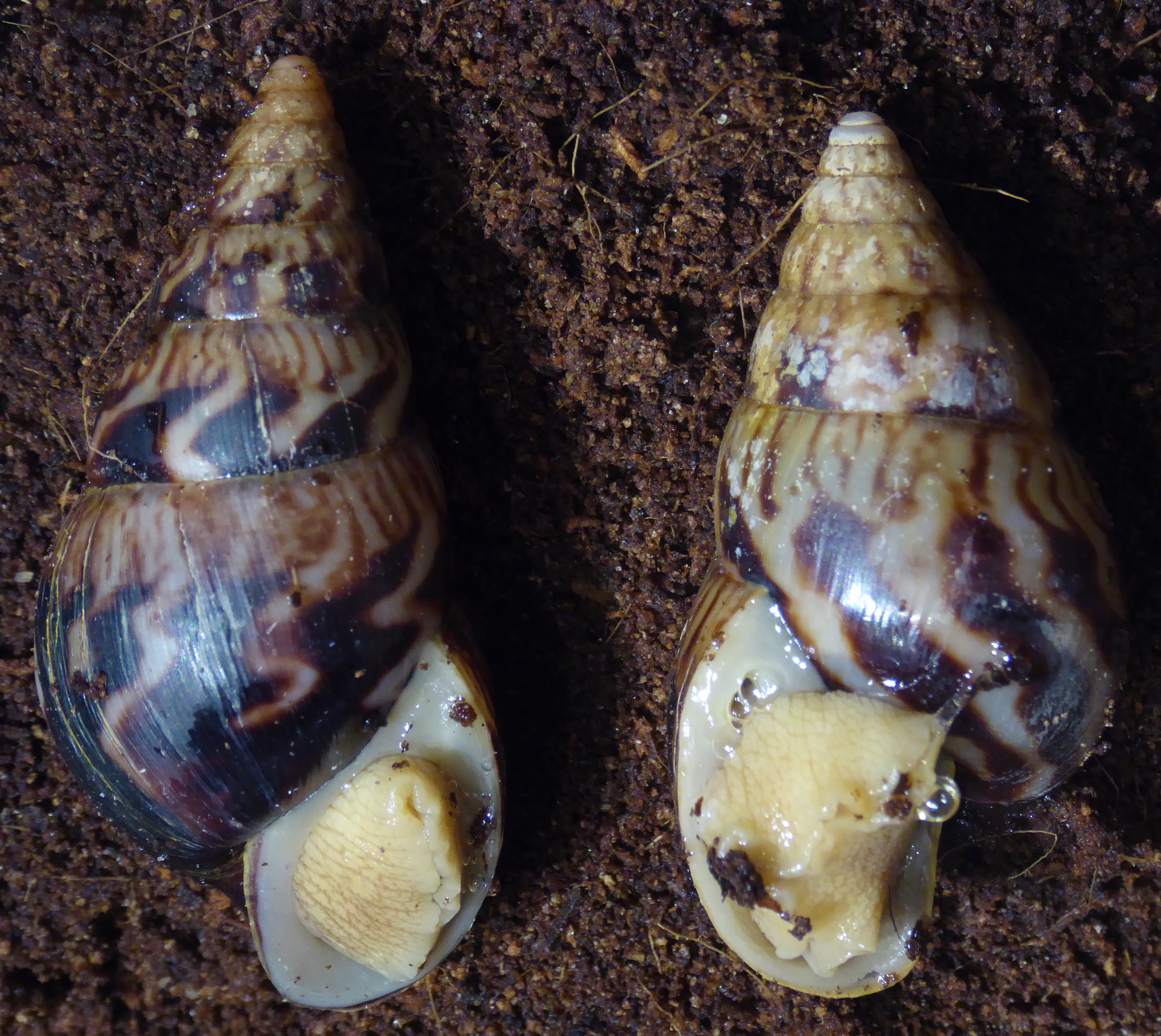 Two Limicolaria snail shells side by side coiling in opposite directions